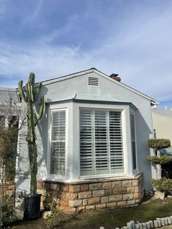 Monster Cactus 🌵 13-14 Ft