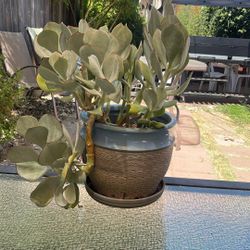 Plant with Planter 