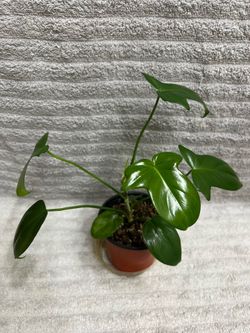 Philodendron Pedatum Live Plant