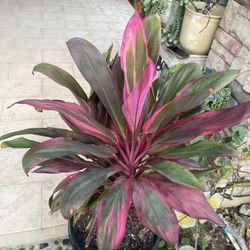 Cordyline Plant