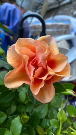 Easy  does it. Rose