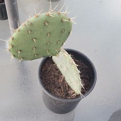 PRICKLY Pear Cactus Make An Offer