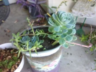 Succulent small