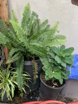 Plants For Sale