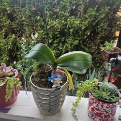 Plant Orhid, Blooming 2 Times Per Year, Inside Or Outside 