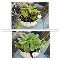  Succulent Planter