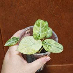 Rare Alocasia Ninja Tricolor plant