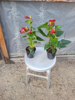 Anthurium Plant 5" Pot $4 Each or 3 for $10
