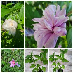 Multiple color rose of Sharon-10 each or 3 for 25 with optional free 4 o'clock, , 3 sets available