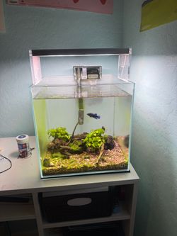 UNS 10 gallon tank and twinstar light