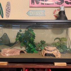 Gecko Enclosure 