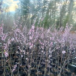 White Peach Trees / Árboles De Duraznos Blancos $40.00 each