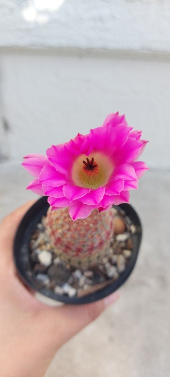 Rainbow Cactus In 3" Pot.