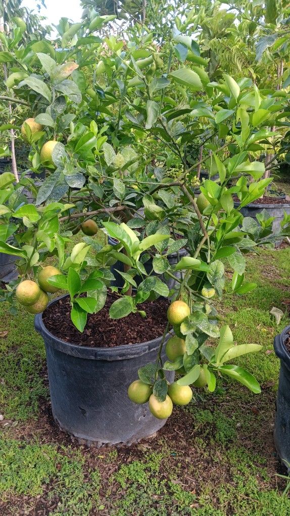 Fruit producing Meyer Lemon Tree 25gl 200 for Sale in Miami, FL OfferUp