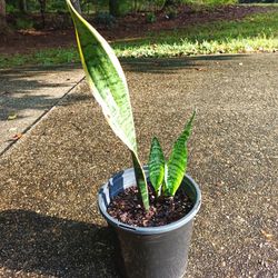 Snake Plant #5