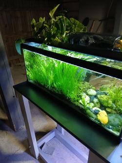 20 galons fishtank with all the live plants..fluval 110 filter ,stand lights, heater..$100