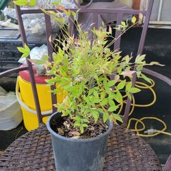 Nandina Heavenly Bamboo Plant 