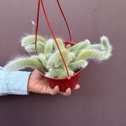 6” monkey tail cactus 