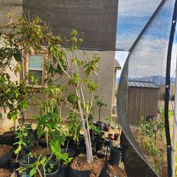 🌴 VALENCIA PRIDE MANGO TREE – LARGE 45G – READY TO PLANT 🥭