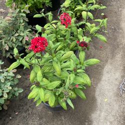 Red Pentas