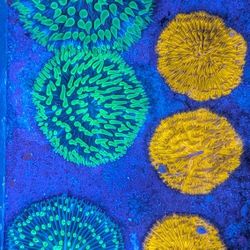 Plate Fungia Fake Coral Decorations Corals Marine Aquarium Fish Tank