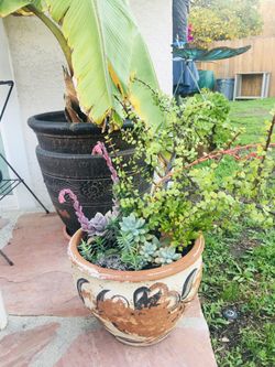 Plants