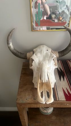 Steer Skull