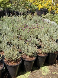 Sale Spanish Lavander 5 gal