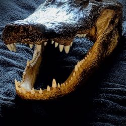 MASSIVE Alligator Head ($395 Negotiable) 
