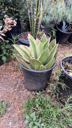 Agave celsii 'Multicolor'