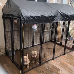 Dog Kennel 