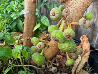 Elephant Fig Fruit Tree