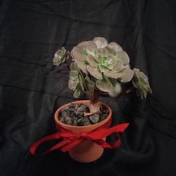 Succulent 