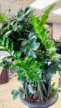 Zz Plants (Read Description)