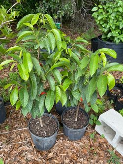 Green custard apple trees grafted