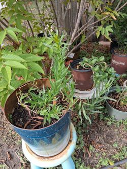 Desert Willow Tree /  Caesalpinia Linearis.tree