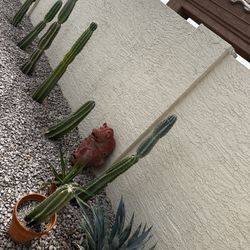 Rooted Peruvian Apple Cactus, 3 Sizes, $15-$40