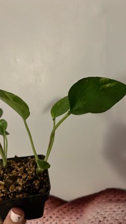 Golden pothos cutting