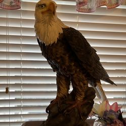 Beautiful Eagle statue. 21” Tall