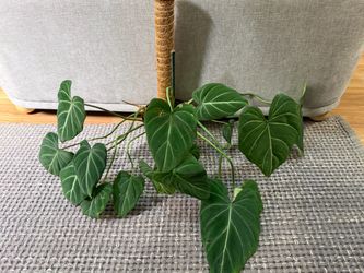 [A]Philodendron gloriosum