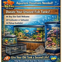 Big Ears Fish Rescue