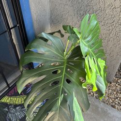 Monstera Potted Plant