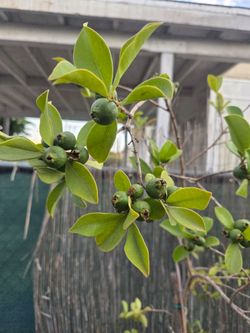 Strawberry Guava Tree 6ft