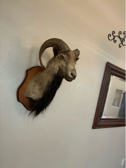 WESTERN  WALL DECOR   GORGEOUS