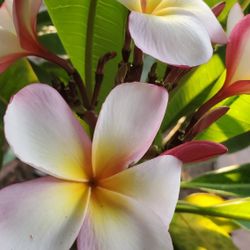 Plumeria Planta. $25.00