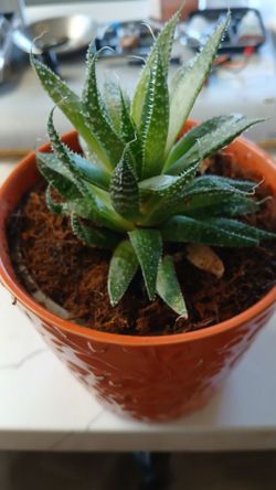 Haworthia zebra succulent (african)