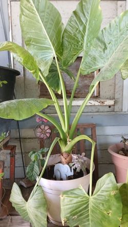 Plant