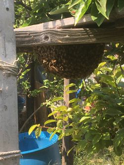 Wasp Or Bee Hive Removal $70 - $150