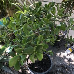 Jade