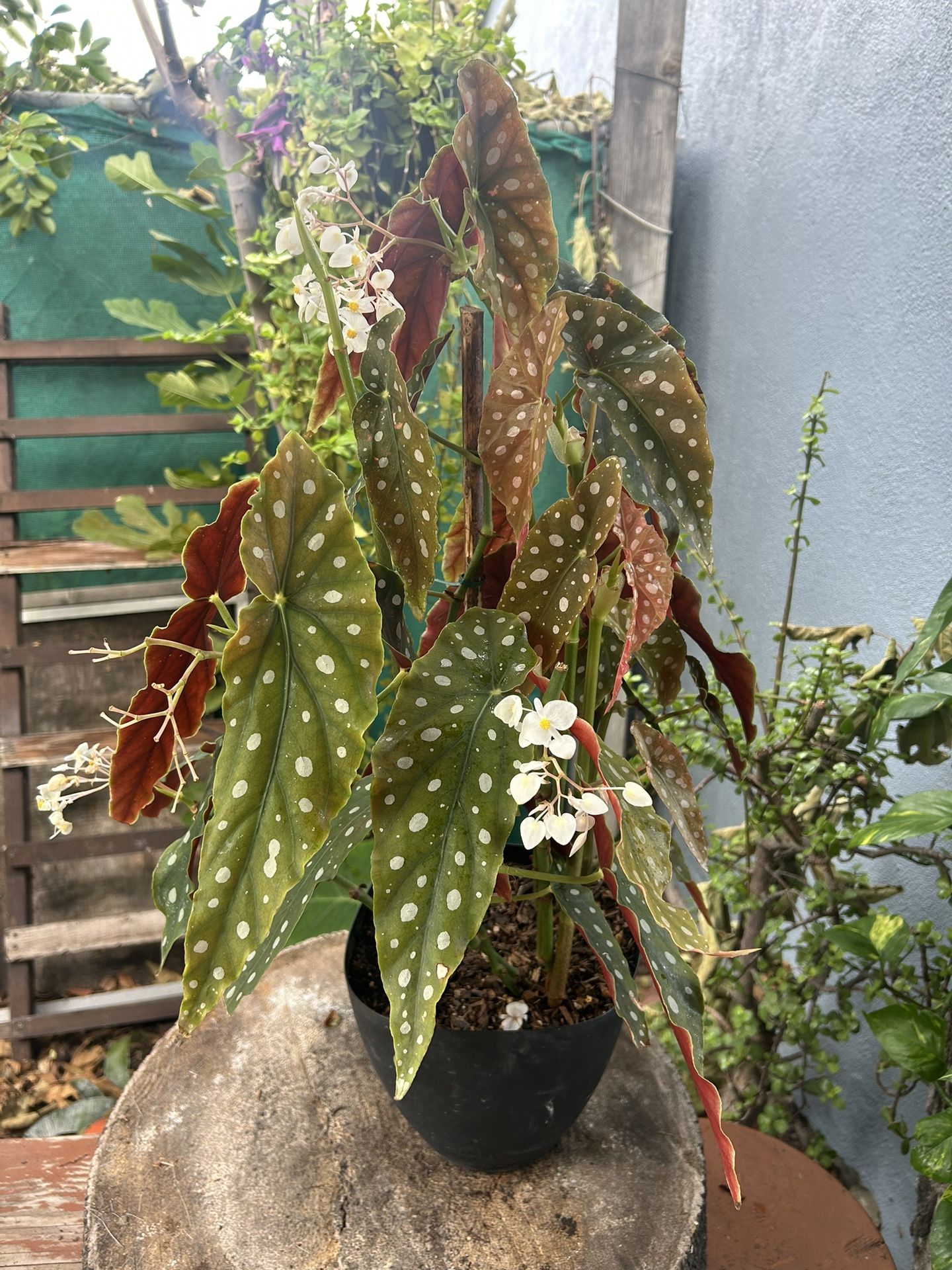 Begonias Plants Indoor Está Grande